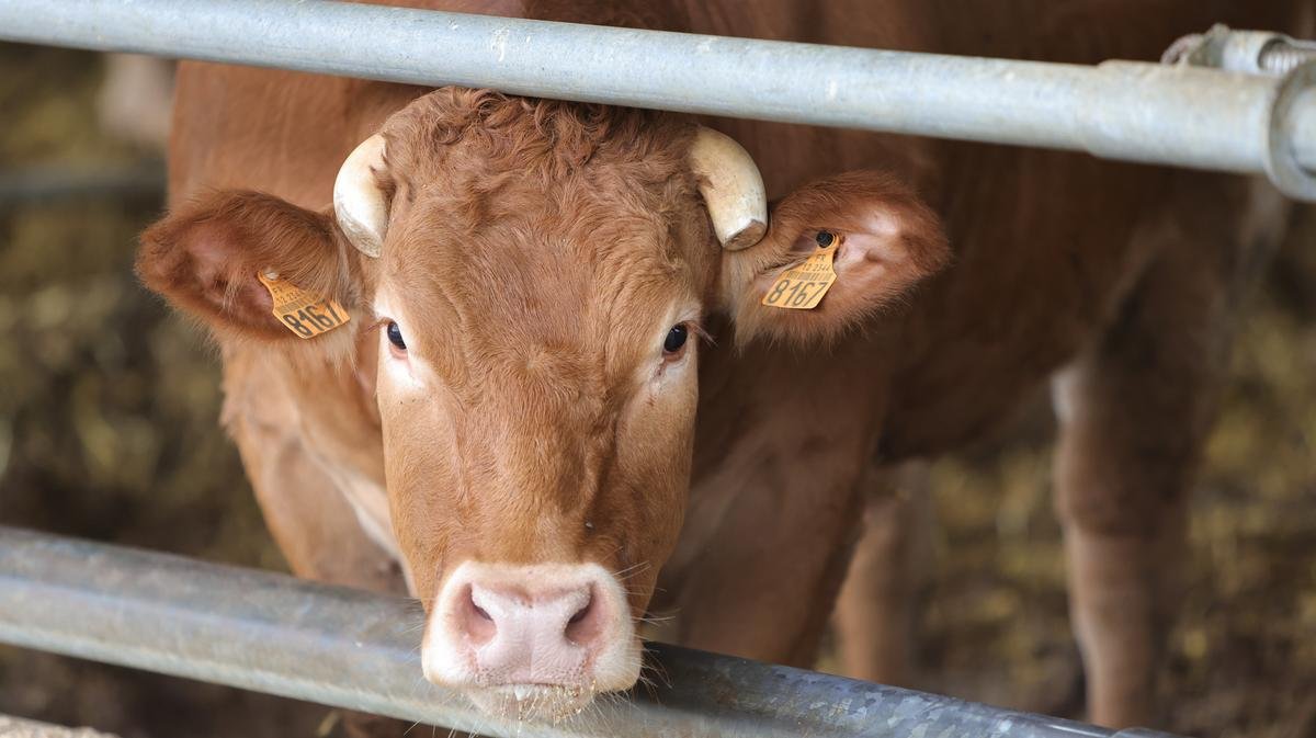 Dermatose nodulaire contagieuse (DNC) : reprise des exportations de bovins dès le 1er novembre
