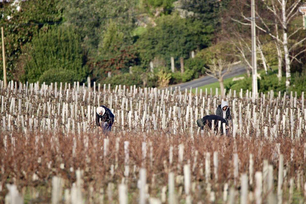 Crise viticole en Gironde : « Dans le Médoc, 2025 risque d’être encore plus grave »