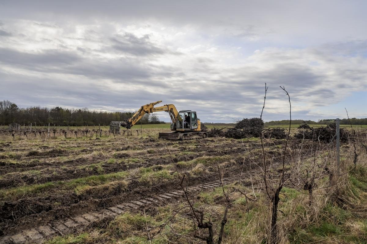 Crise du cognac : pourquoi le négoce rechigne à financer une surprime à l’arrachage