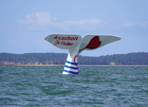 Arcachon : l’emblématique queue de la baleine a retrouvé sa place face à la plage centrale