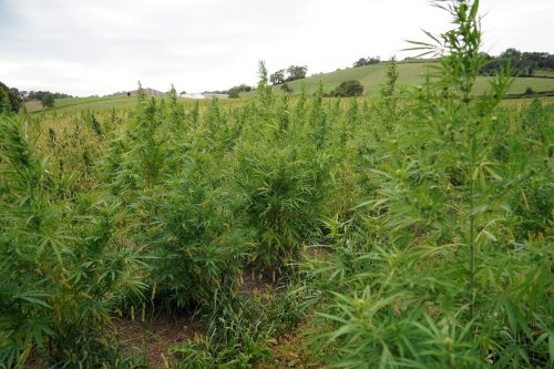 Légalisation du cannabis : le maire de Bègles prêt à faire de sa ville un « territoire expérimental » de culture et de vente