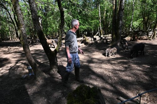 Vidéo. « Ils sont sacrément malins » : depuis plus de quarante ans, il élève plusieurs centaines de sangliers