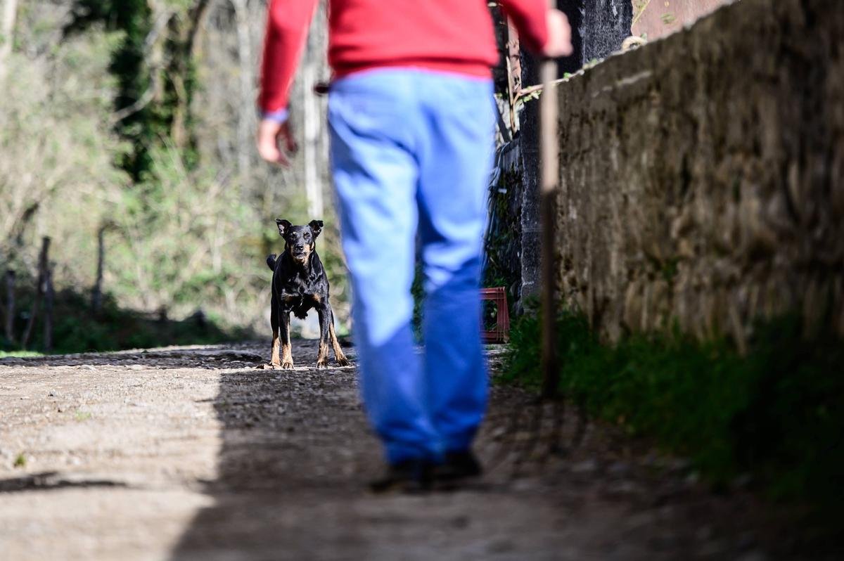 « T’es chez moi, dégage ! » : le ton monte dans un village du Béarn pour des chiens de troupeau agressifs