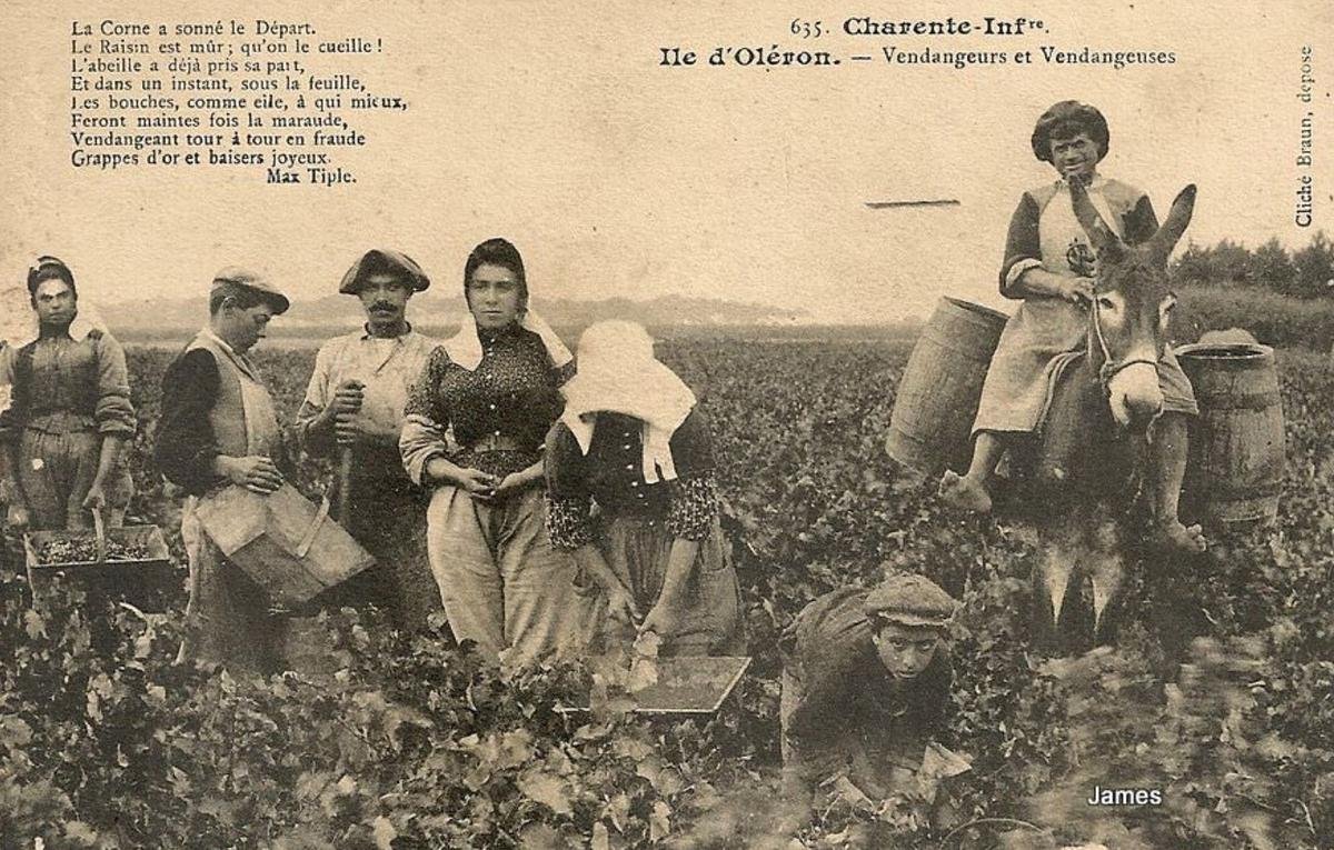 La Brée-les-Bains : l’histoire du vin en Oléron, un héritage romain
