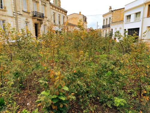 Bordeaux : la mairie veut « planter des végétaux partout où cela est possible »
