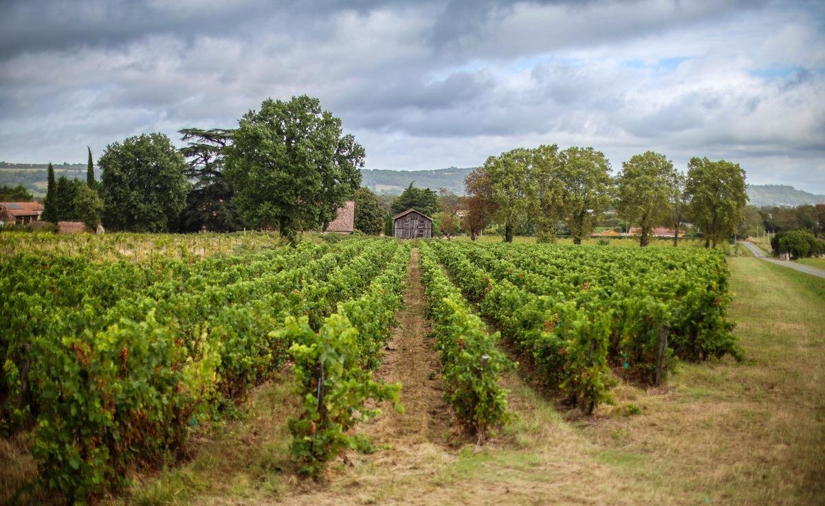 Vendanges en Lot-et-Garonne : la sécheresse met à mal les blancs, il reste de l’espoir pour les rouges