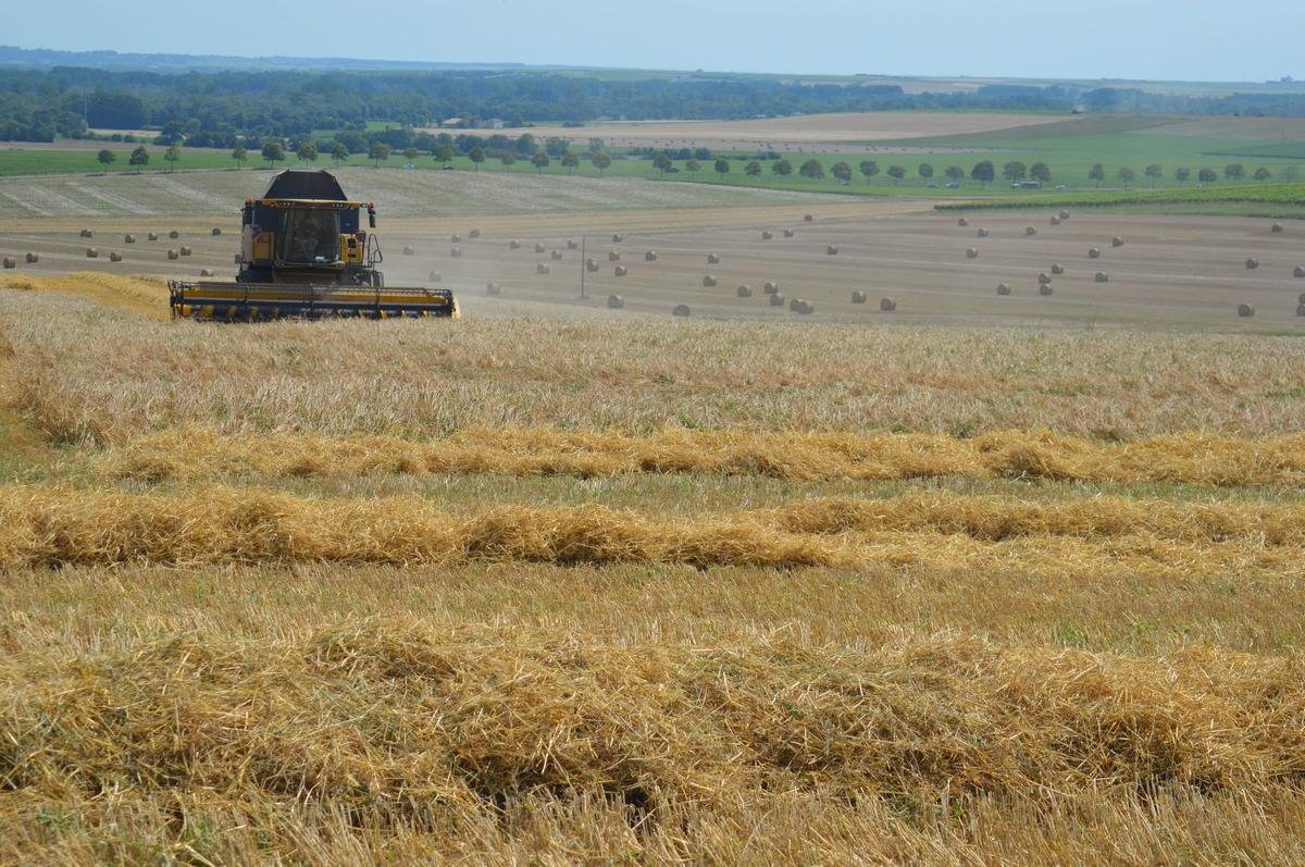 Changement climatique : des rendements agricoles de plus en plus fluctuants, selon une étude