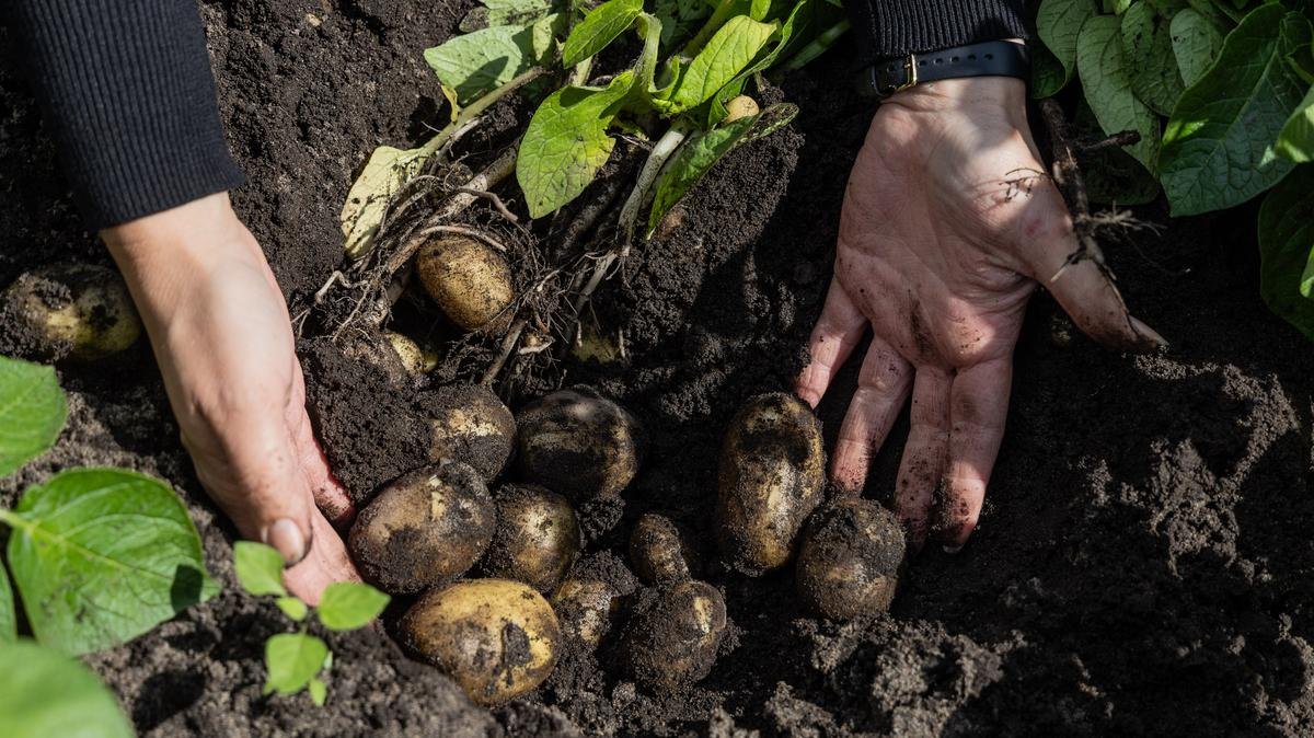 Pommes de terre : pourquoi la récolte de cette année sera « inédite », faisant chuter les prix ?