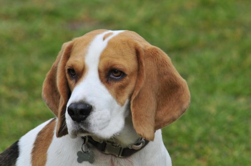 Vidéo. En France, de nombreux beagles sont destinés à la recherche en laboratoire