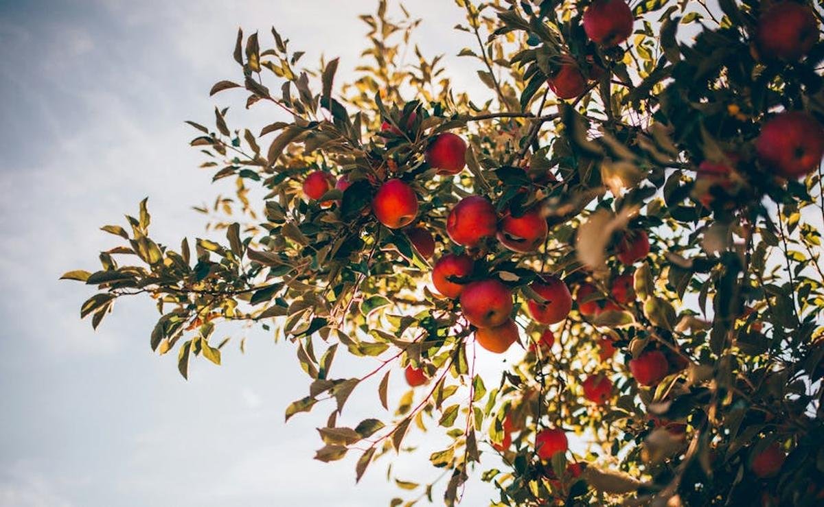 La pomme, reine des vergers et des pesticides