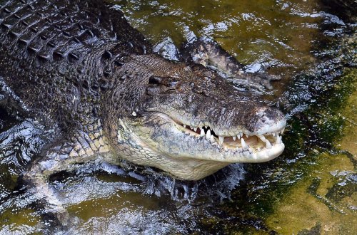 Un homme dévoré par 40 crocodiles après avoir chuté dans un enclos