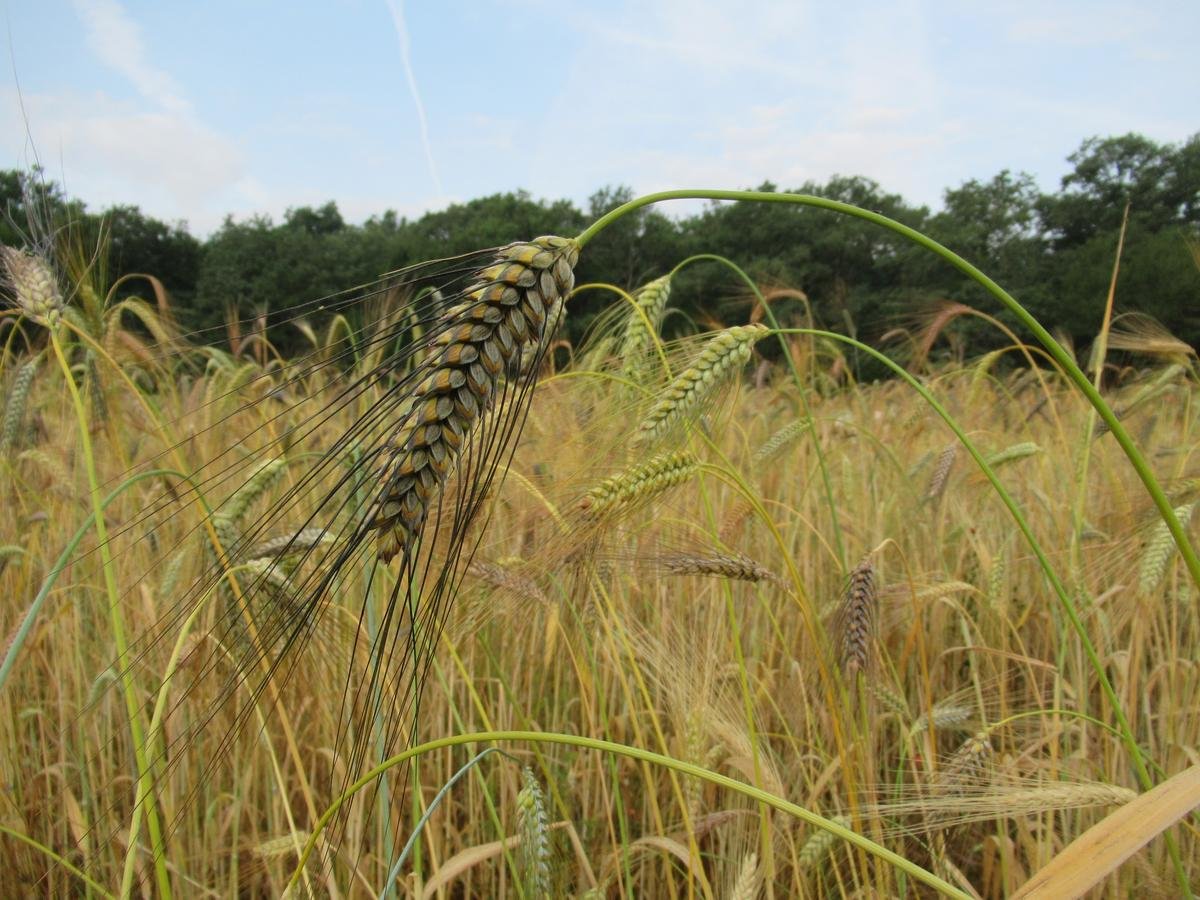 Bien manger : le bonheur est dans le blé paysan