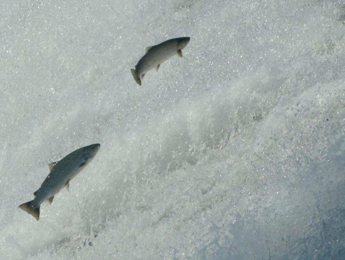 Saint-Pée-sur-Nivelle à la Une : pourquoi un centre de recherche d’hydrobiologie de l’Inra, spécialiste des salmonidés, s’y est installé ?