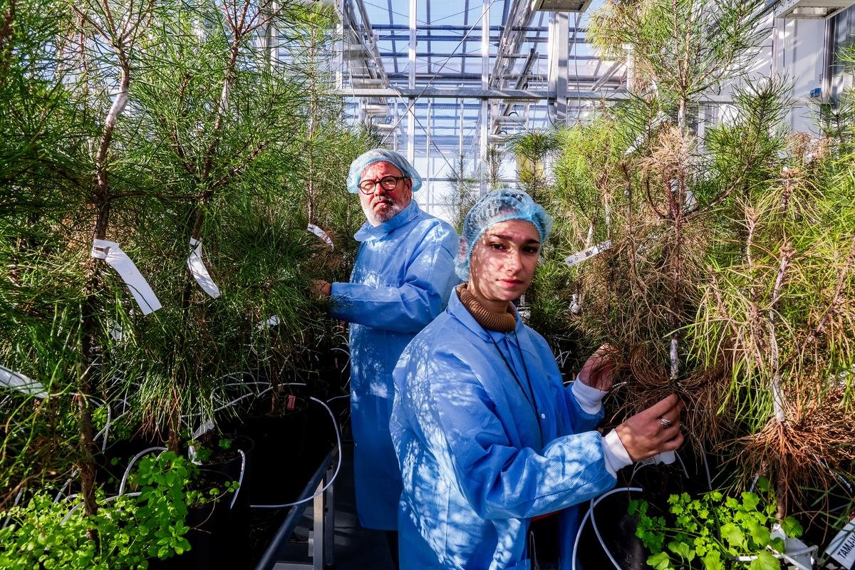 En Gironde, au cœur du bunker sécurisé où les chercheurs étudient le nématode du pin