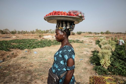 Au Burkina Faso, la rentable culture de la fraise est devenue l’or rouge inattendu des paysans