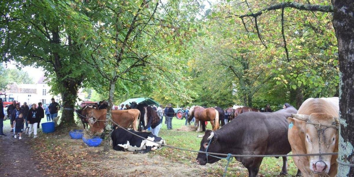 Allemans-du-Dropt : Le comice agricole, une vitrine du monde rural