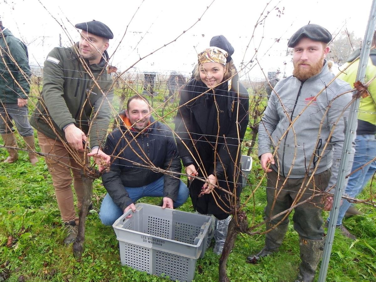 Nord-Béarn : les derniers petits mansengs de l’Hivernal vendangés à Portet