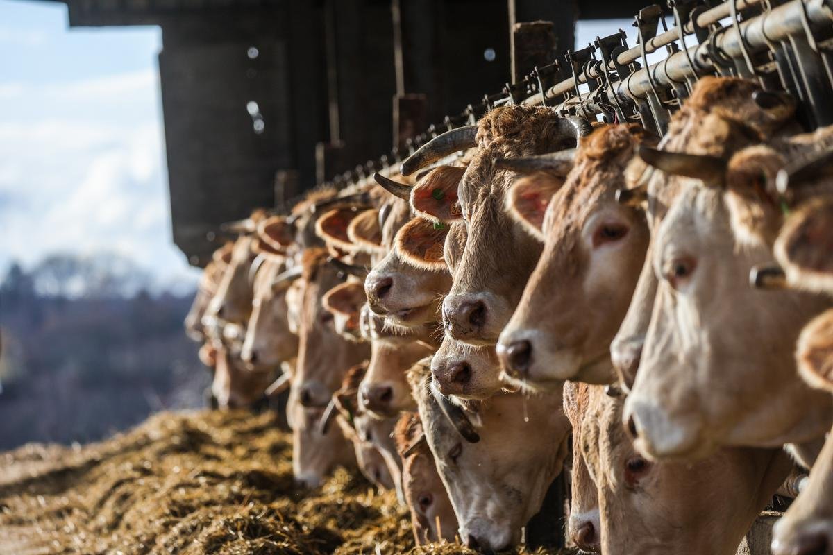 Dermatose nodulaire contagieuse bovine : dans les Pyrénées-Atlantiques, « presque 15 % du cheptel vacciné »