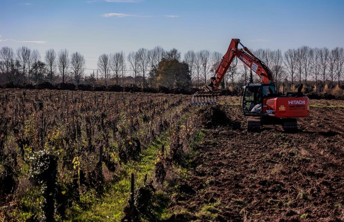 Crise viticole : en Gironde, les coopératives condamnées à se restructurer ou se diversifier