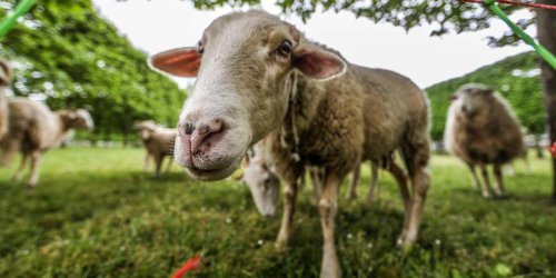 « L’épaule a été découpée net » : un troisième ovin dépecé dans un village de Dordogne