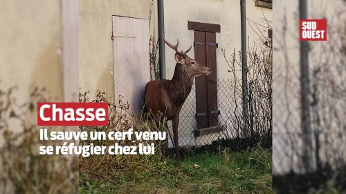 Vidéo. « Je ne peux pas laisser faire ça, pas chez moi », il sauve un cerf de la chasse à courre