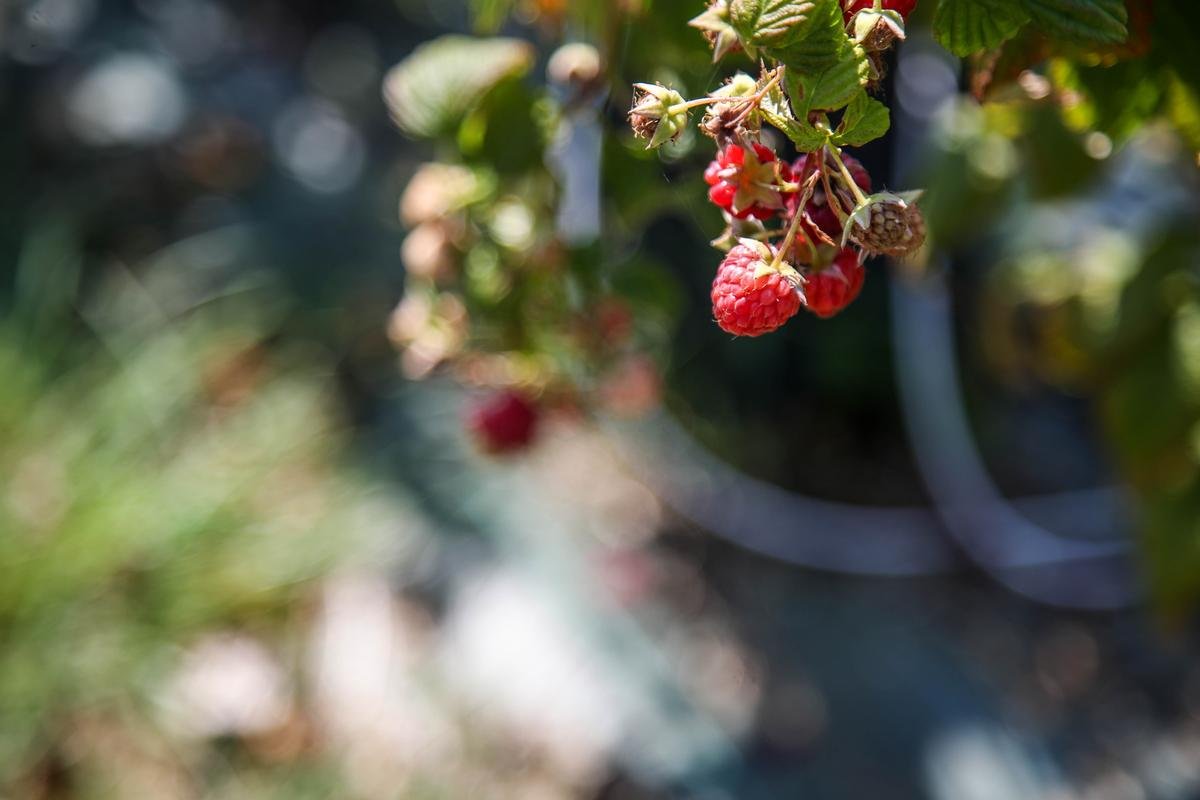 Dordogne : il mentait sur l’origine de ses fruits rouges, une émission de télévision l’a démasqué