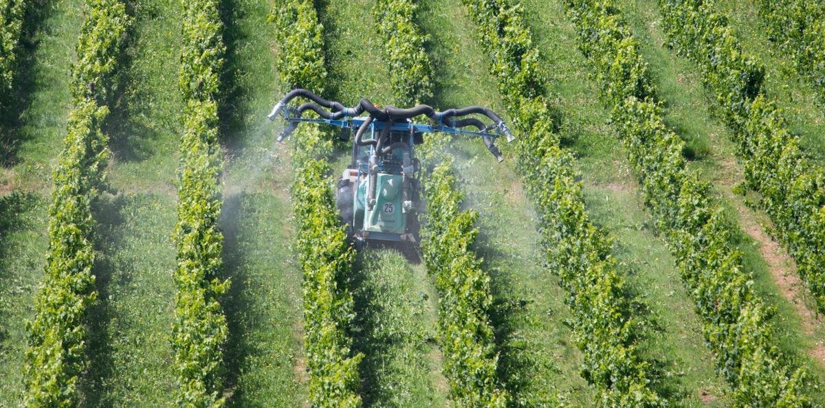 Un polluant éternel, le TFA, détecté dans des bouteilles de vin à des niveaux records, des vins français parmi les pires