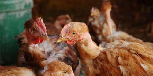 Grippe aviaire : le Modef landes favorable à la vaccination