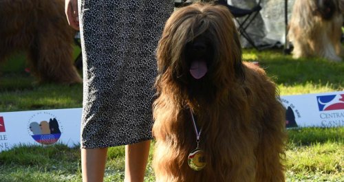 Salon de l’agriculture : médaille d’or pour Voodoo Magic, une chienne berger de Dordogne