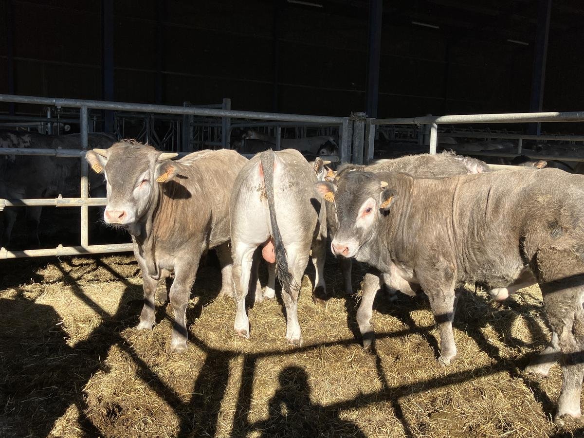 Empreinte carbone de l’élevage : faut-il taxer la viande ?