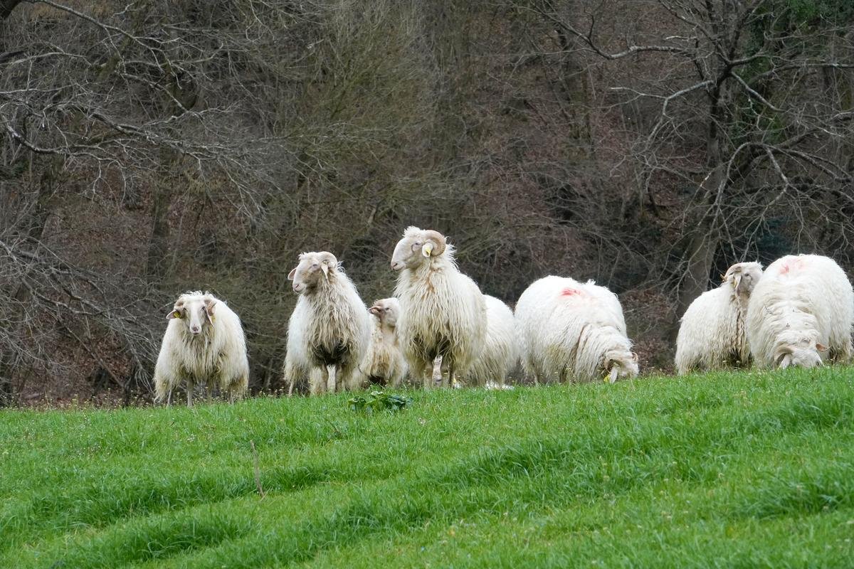 Pays basque : l’agriculture et la préservation foncière au cœur des stratégies