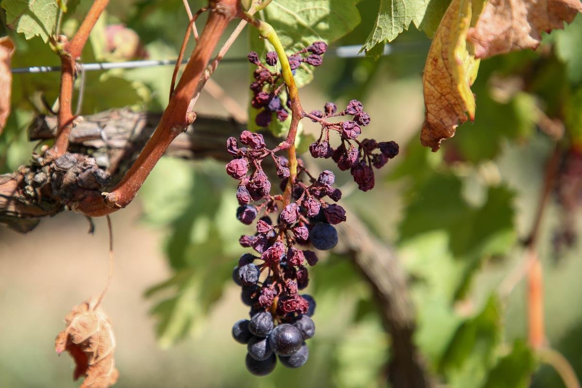 Viticulture en Lot-et-Garonne : pas de « pression » du mildiou, mais beaucoup de vigilance