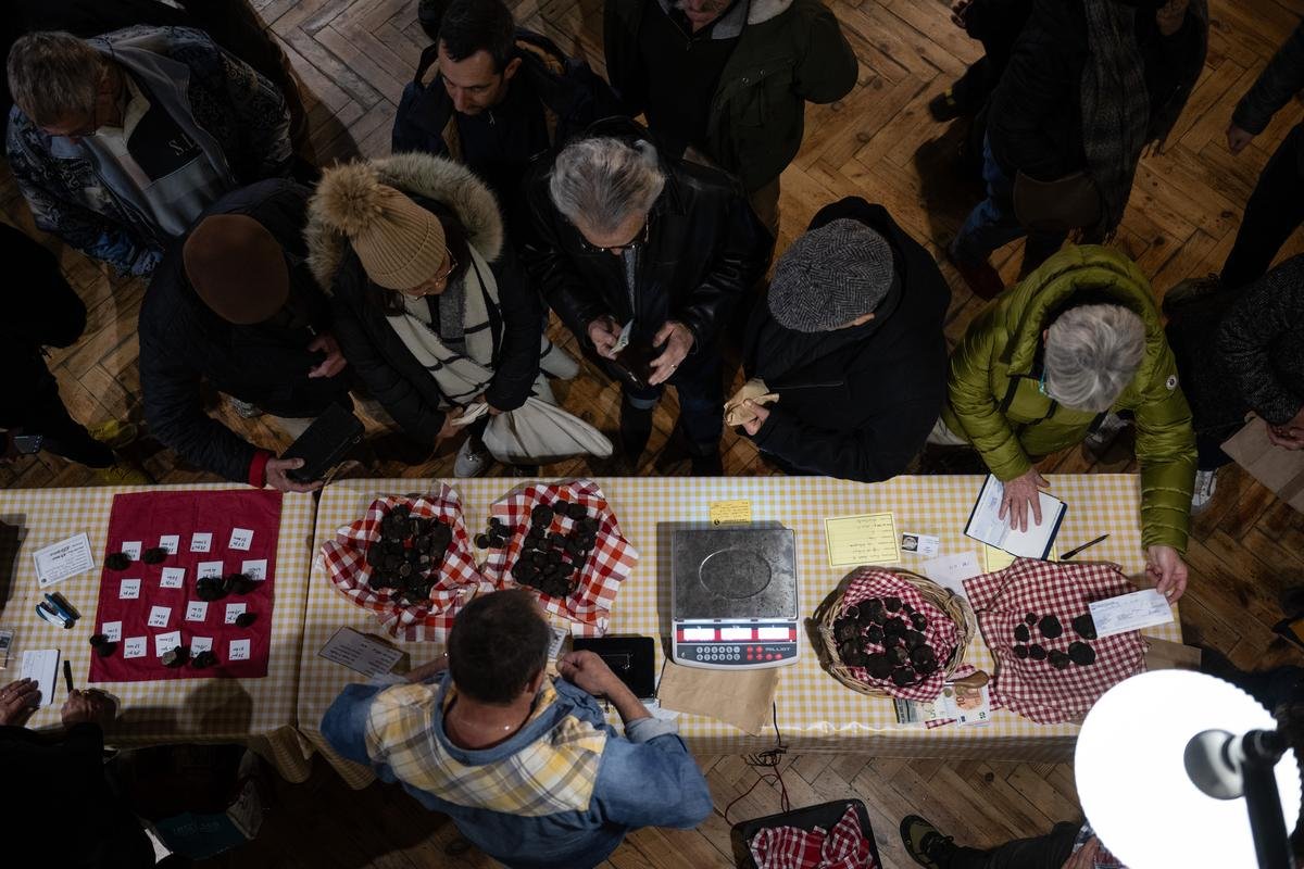 En Charente-Maritime, le coup d’envoi de la saison de la truffe noire à Saint-Jean-d’Angély