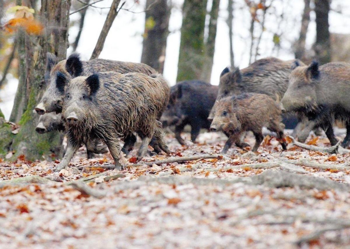 En Charente-Maritime, les chasseurs sous la pression des sangliers