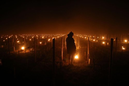 Gironde : la Chambre d’agriculture organise deux rencontres pour mieux lutter contre le gel dans les vignes