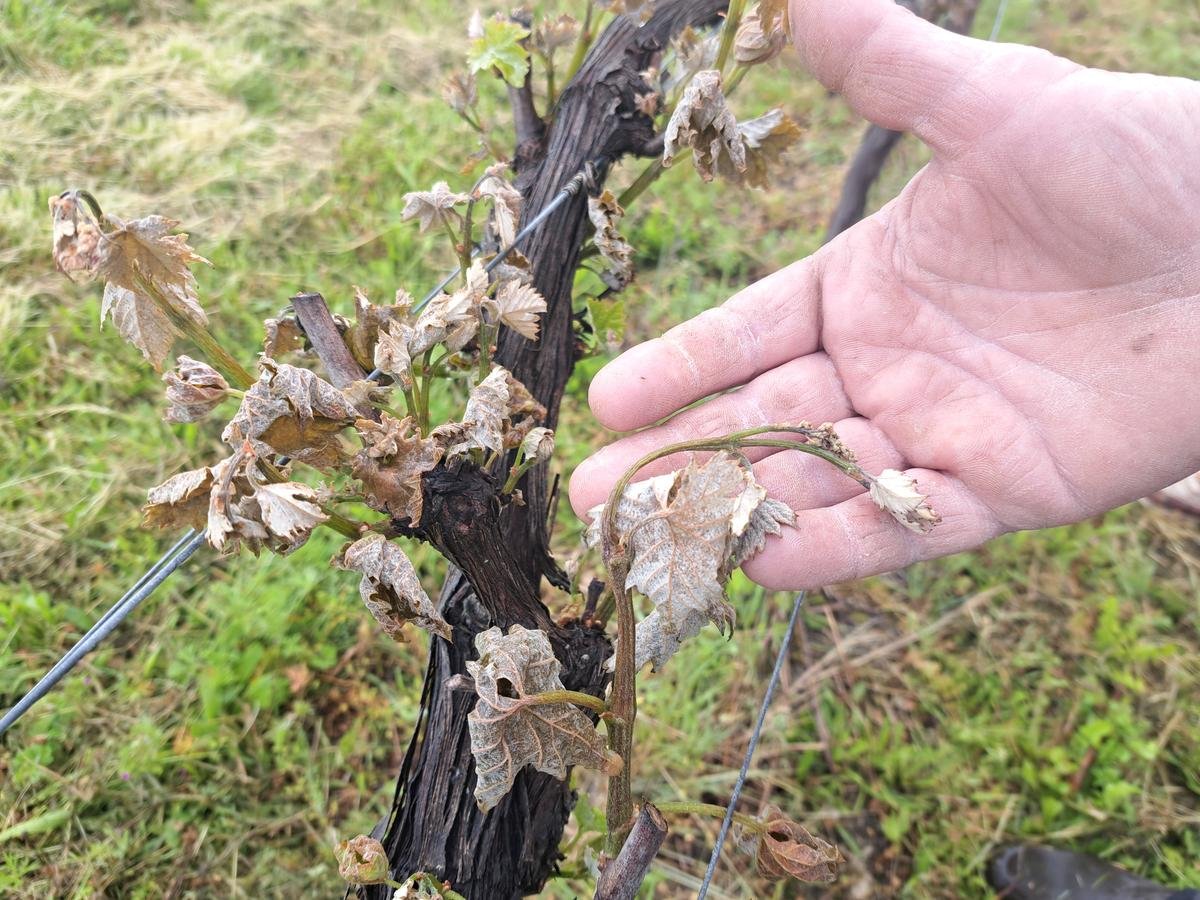 Lot-et-Garonne : « Le gel n’est pas une fatalité, on ne doit pas laisser le ciel tout brûler »