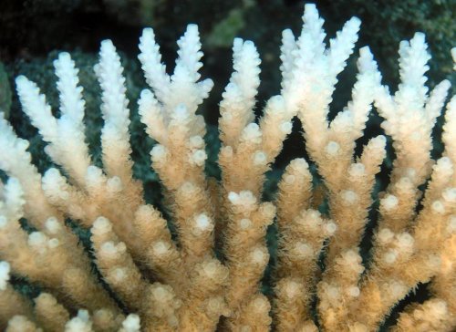 Réchauffement climatique : blanchiment de coraux, « cuits » par la chaleur de l’océan en Australie, selon une ONG
