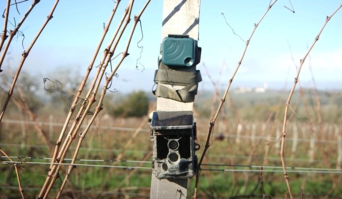 Gironde : des capteurs bordelais mesurent la biodiversité des vignobles