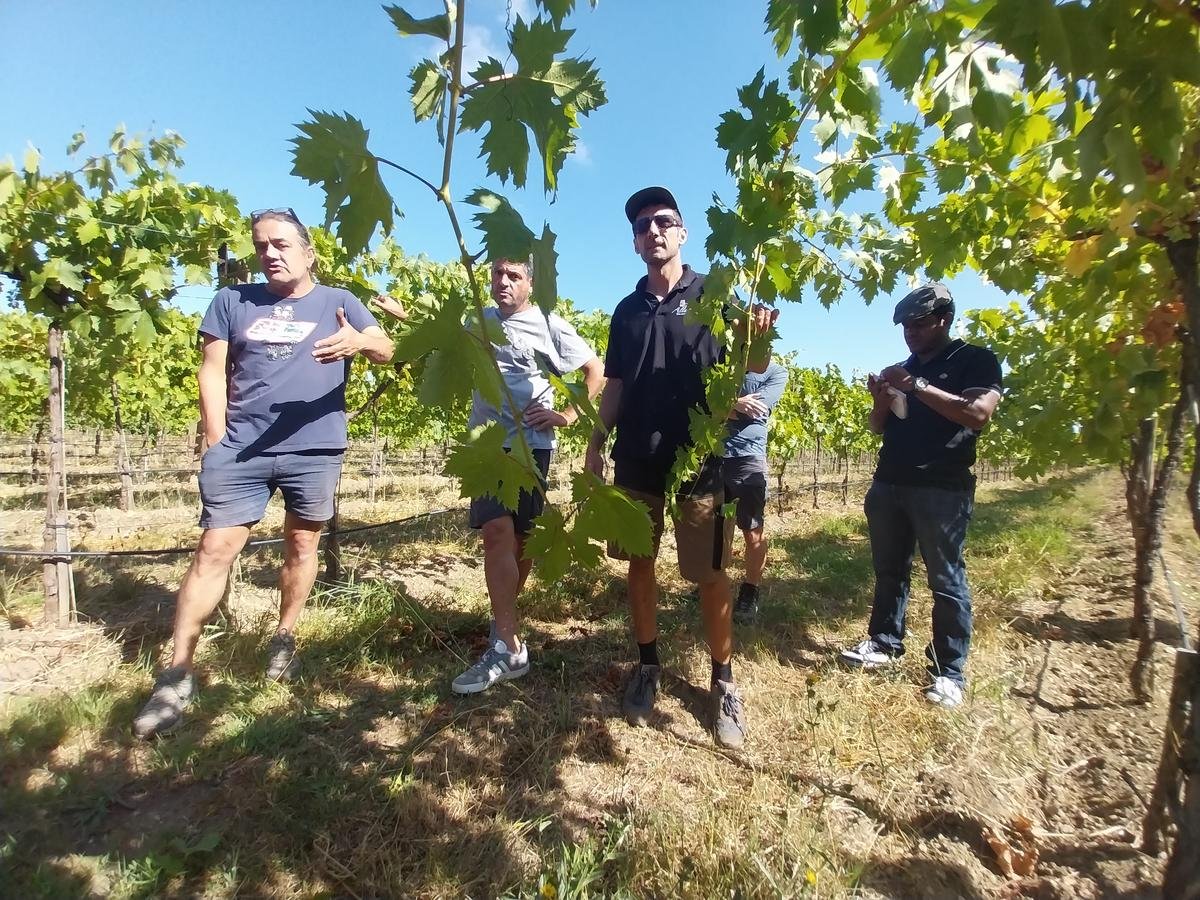 Vins de Bordeaux : face à la crise, des vignerons tentés par la culture du raisin de table