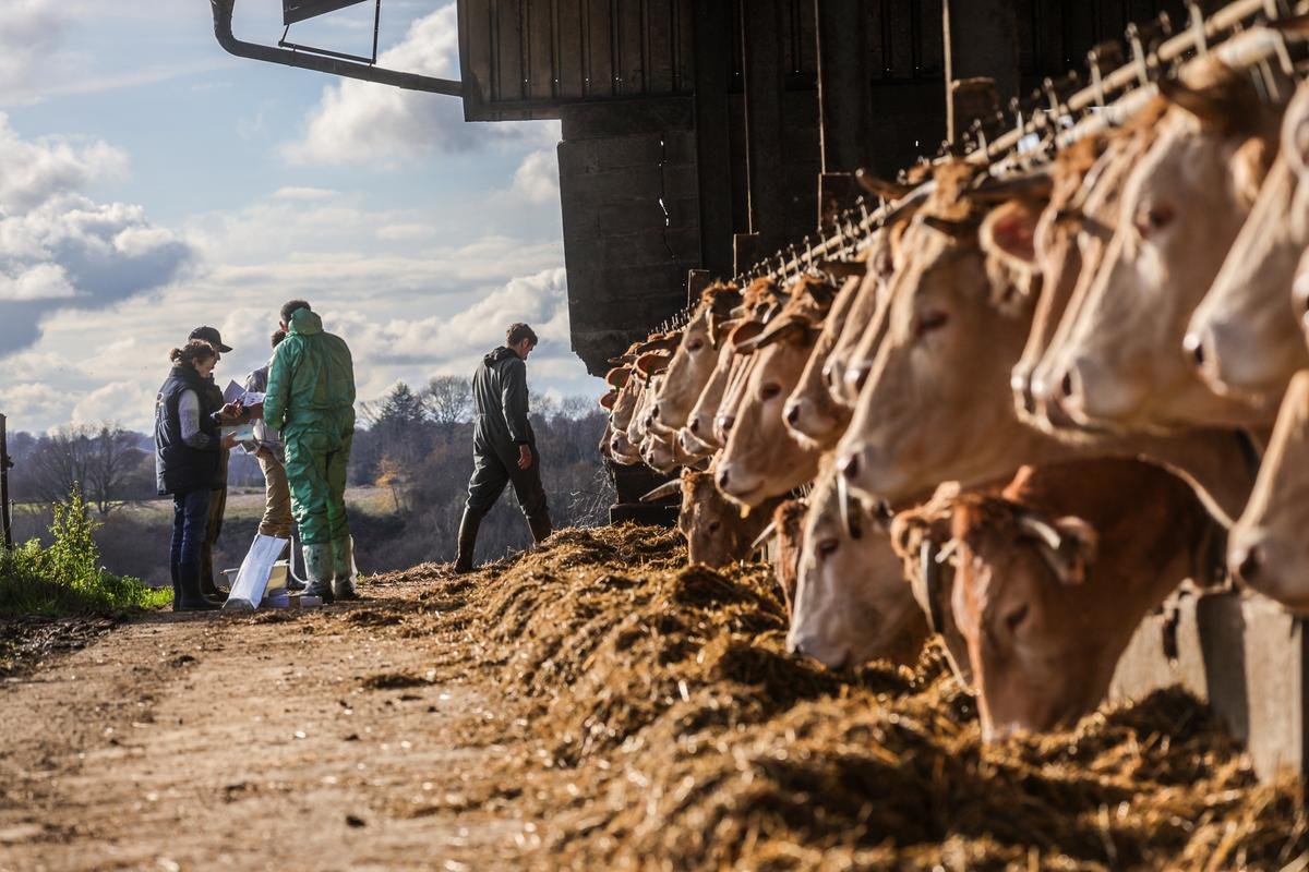 Dermatose nodulaire contagieuse (DNC) : allégement des restrictions dans une partie du Sud-Ouest