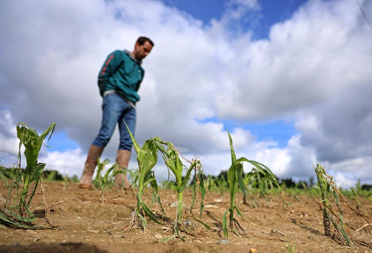Intempéries dans les Landes. « Est-ce que ça vaut le coup de ressemer ? » : après la grêle, le doute pour les agriculteurs