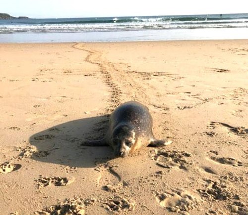 Côte basque : un phoque découvert au milieu de la plage d’Hendaye en plein week-end de Pentecôte
