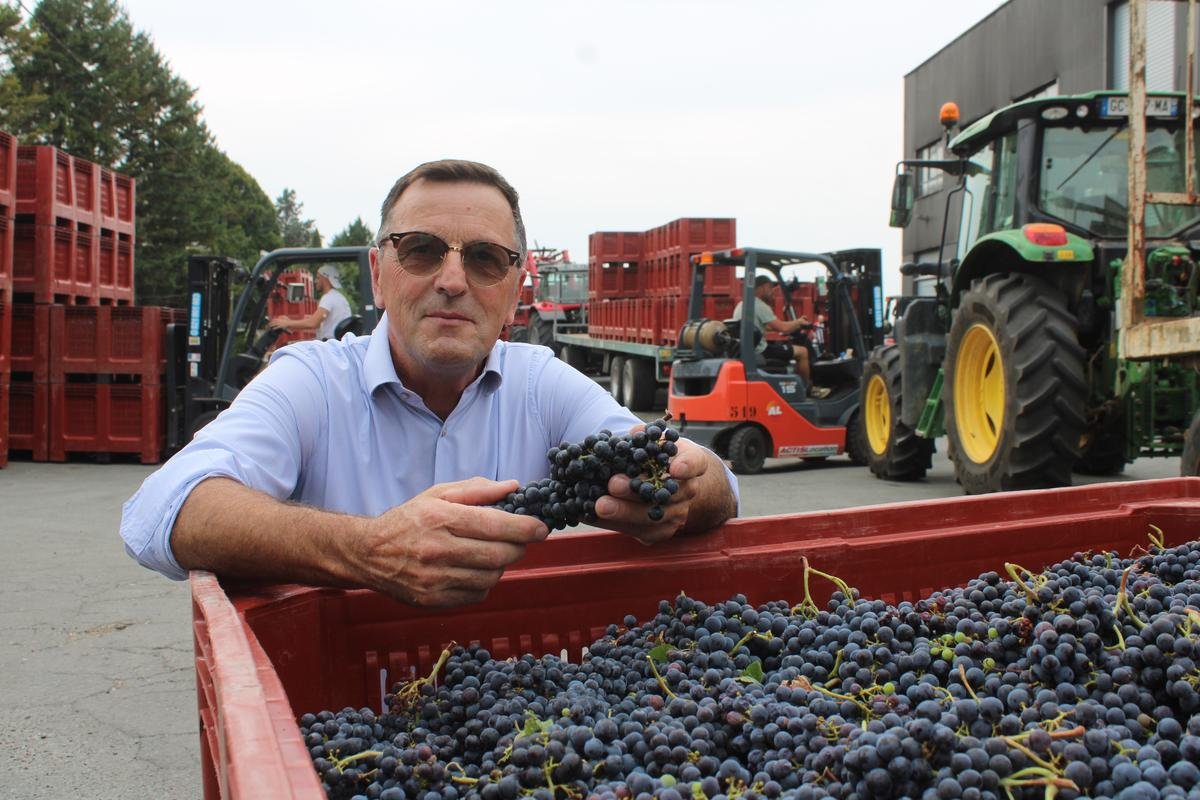 Vendanges précoces en Bordelais : les producteurs de crémant récoltent déjà leurs merlots
