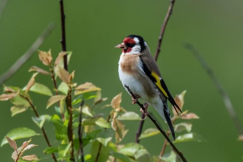 Pays basque : matoles et tir sur un moineau élégant, trois chasseurs suspectés de braconnage de petits passereaux