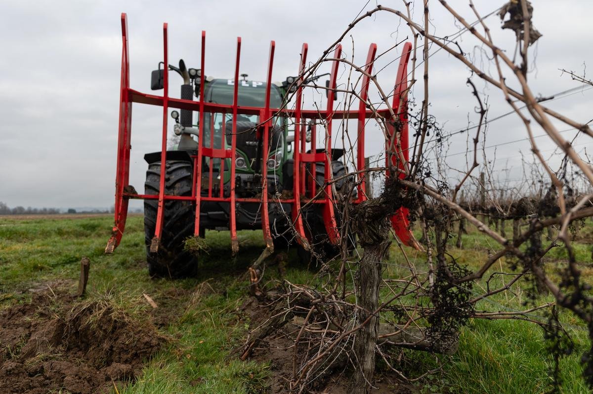 Vins de Bordeaux : en Gironde, le nombre d’entreprises viticoles défaillantes explose