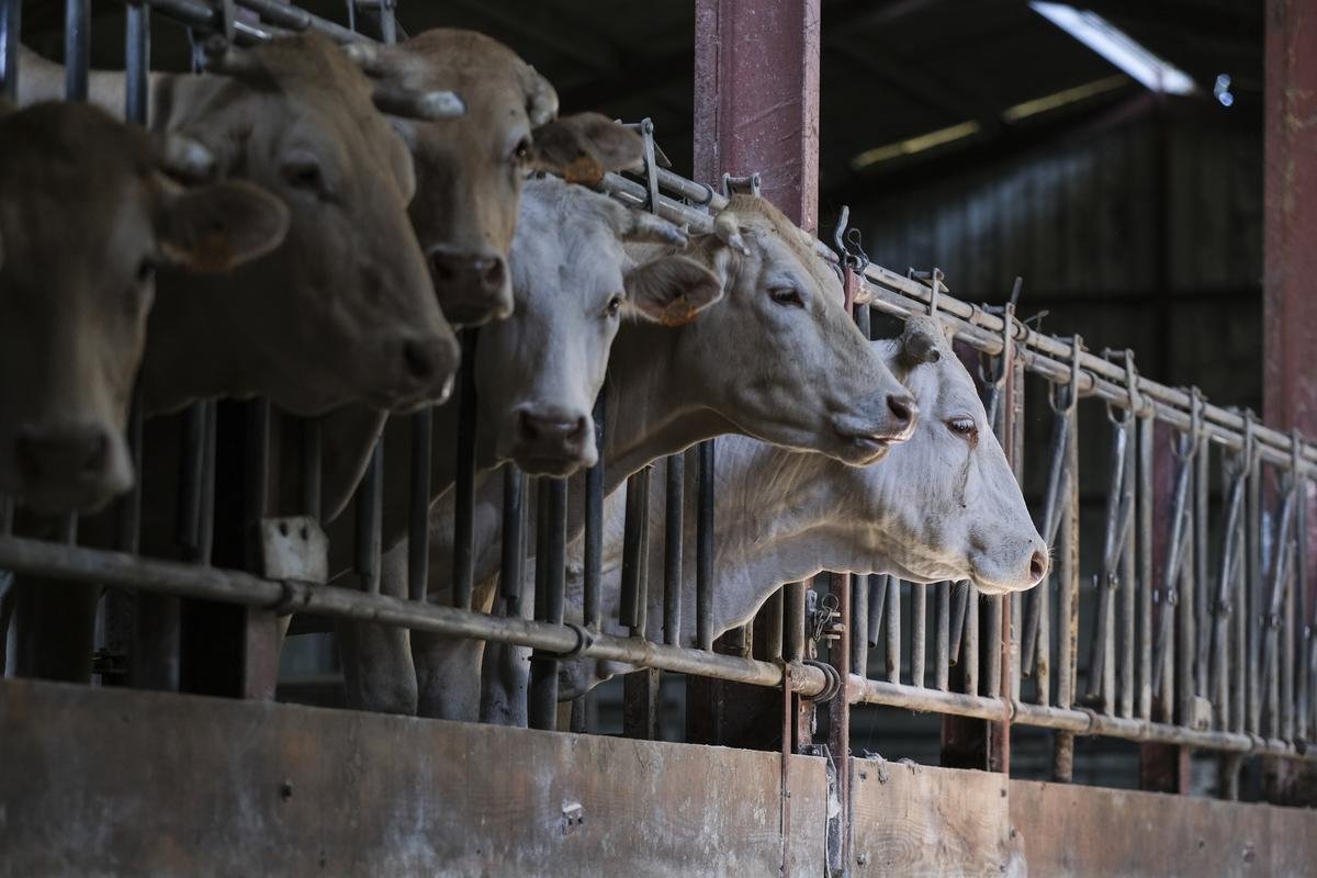 Dermatose nodulaire : un éleveur de Savoie s’oppose à l’abattage de ses vaches