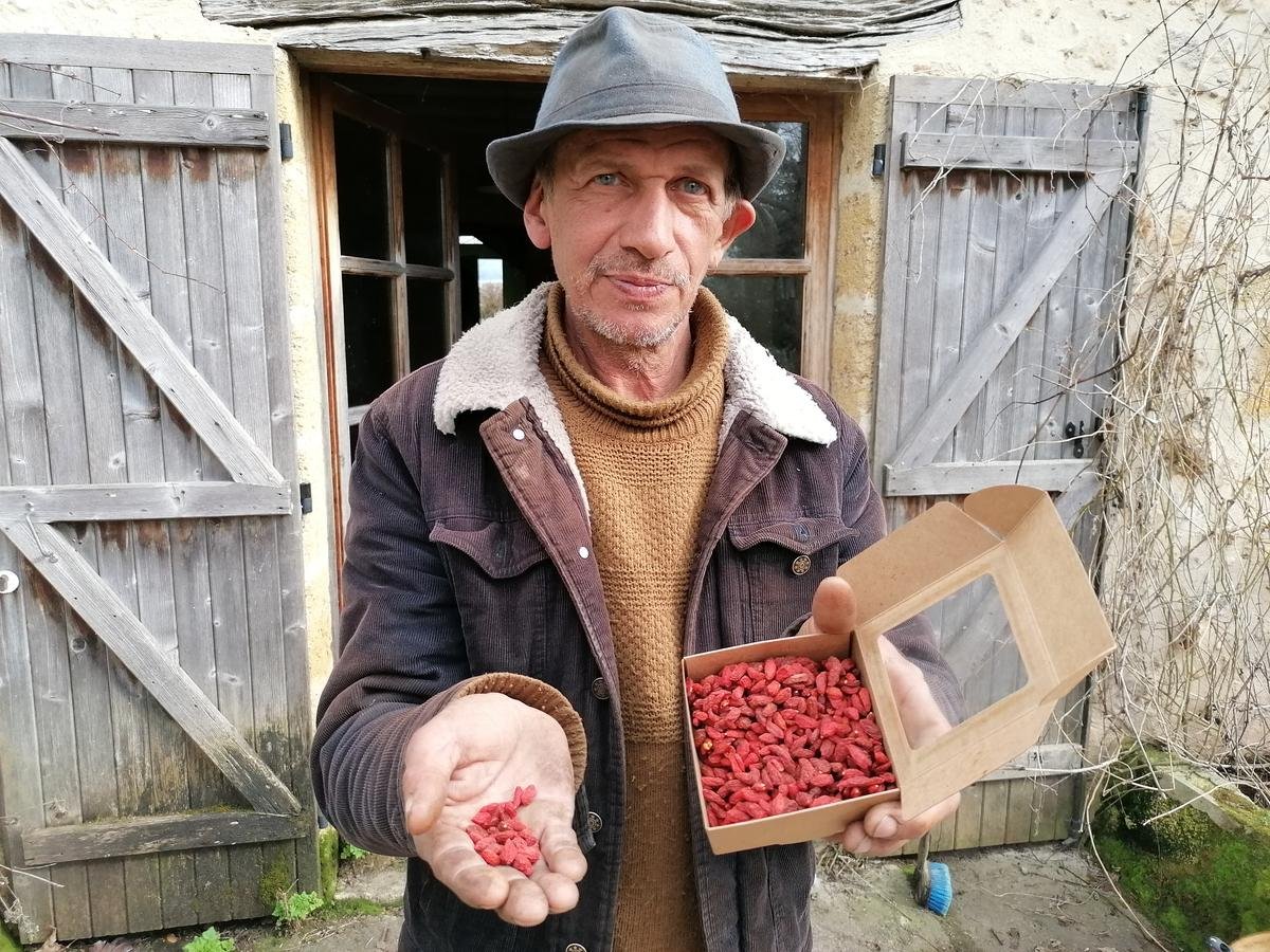 Loin de l’Himalaya, les baies de goji poussent aussi en Gironde