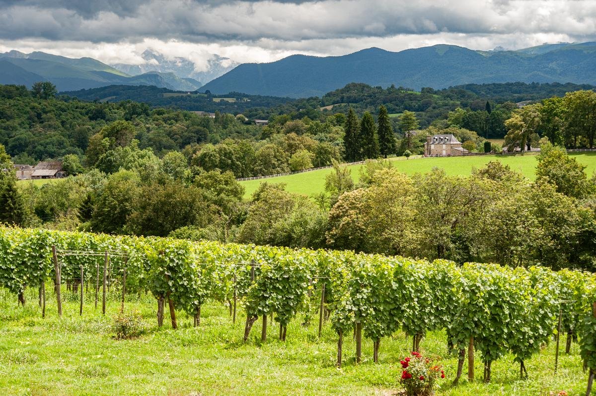 Vacances en Béarn : où déguster du Jurançon, un vin issu d’une terre bénie des dieux ?