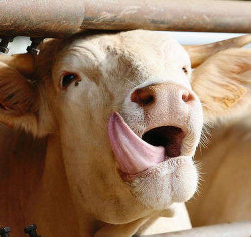 Maladie de la vache folle : un cas identifié sur une carcasse aux Pays-Bas