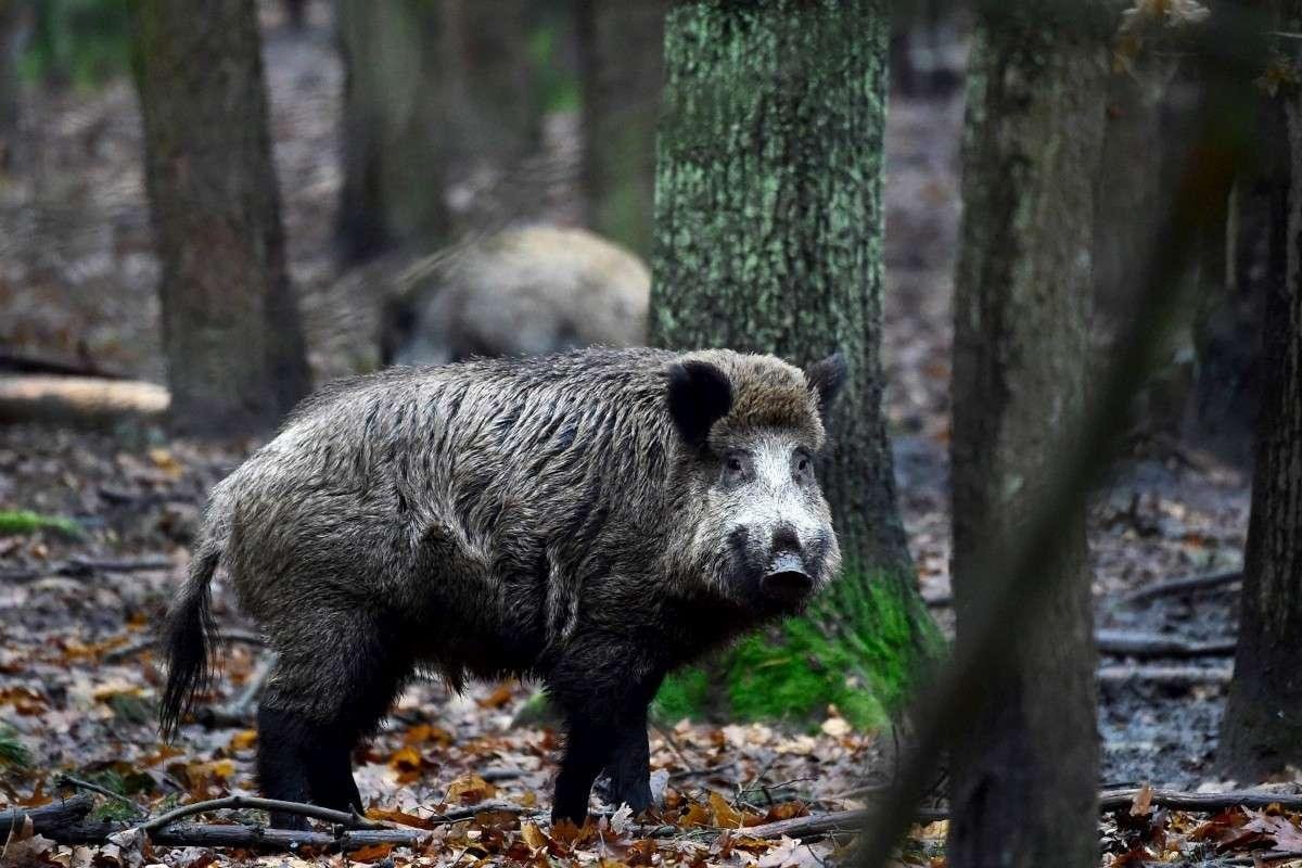 Les sangliers d’un élevage de Dordogne contaminés par la maladie d’Aujeszky ont été abattus